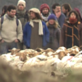 Nous avons terminé le tournage du documentaire Mouton 2.0 il y a un peu plus d’un an en janvier 2012. Aujourd’hui à la suite des nombreuses projections du film, une question revient souvent &laquo;&nbsp;Et maintenant où en sont les éleveurs qui refusent l’identification électronique ?&nbsp;&raquo;
Réponse dans le petit reportage ci dessous :

Transhumance contre le puçage [...]