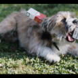 
Un chien perdu, erre dans un quartier populaire de Paris. Il passe de main en main, par une myriade de personnes dans la rue, chacune cajolant les chiot à sa manière.



Amie Barouh / 11’ / 2021






